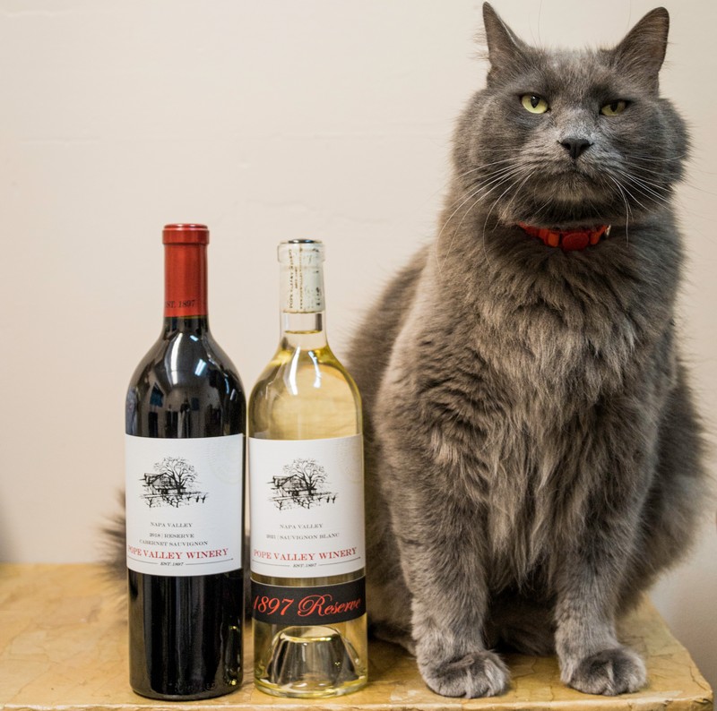 Reserve Duo - Every day is a great day for wine and cats!